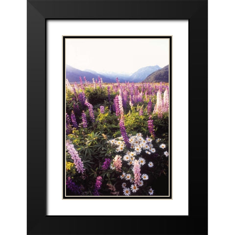 Russell Lupin II Black Modern Wood Framed Art Print with Double Matting by Stefko, Bob