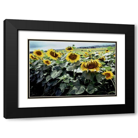 Sunflower Fields I Black Modern Wood Framed Art Print with Double Matting by Stefko, Bob