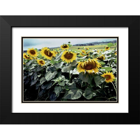 Sunflower Fields I Black Modern Wood Framed Art Print with Double Matting by Stefko, Bob