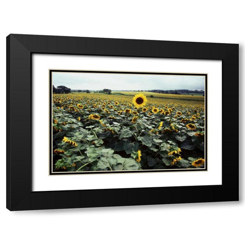 Sunflower Fields II Black Modern Wood Framed Art Print with Double Matting by Stefko, Bob