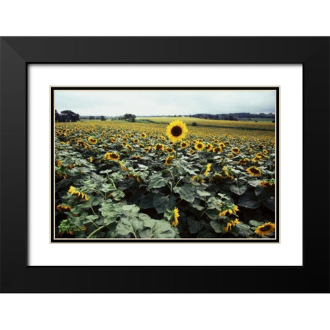 Sunflower Fields II Black Modern Wood Framed Art Print with Double Matting by Stefko, Bob