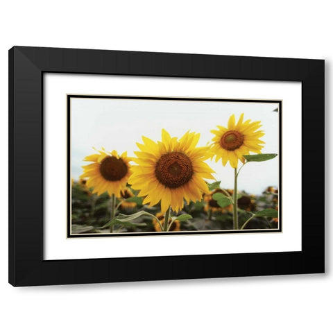 Sunflower Fields III Black Modern Wood Framed Art Print with Double Matting by Stefko, Bob
