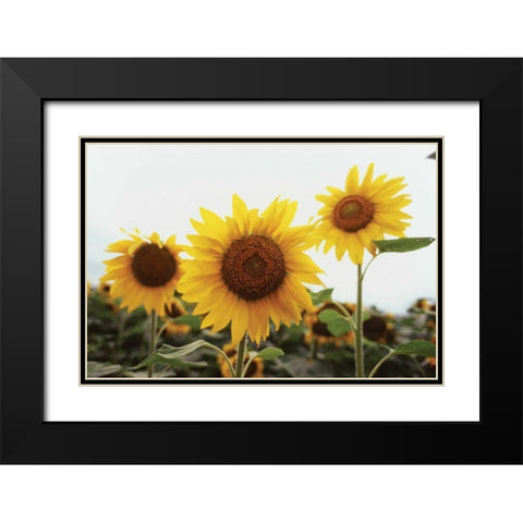 Sunflower Fields III Black Modern Wood Framed Art Print with Double Matting by Stefko, Bob