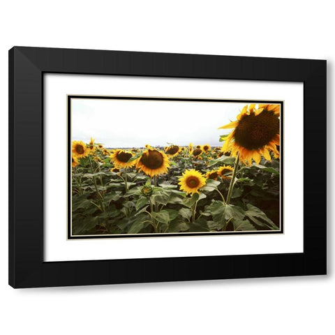 Sunflower Fields IV Black Modern Wood Framed Art Print with Double Matting by Stefko, Bob