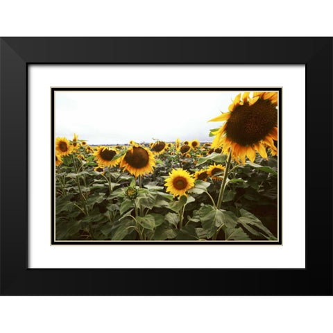 Sunflower Fields IV Black Modern Wood Framed Art Print with Double Matting by Stefko, Bob