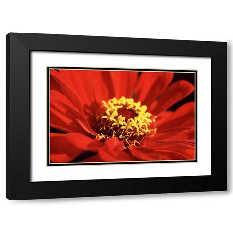 Red Zinnia I Black Modern Wood Framed Art Print with Double Matting by Stefko, Bob