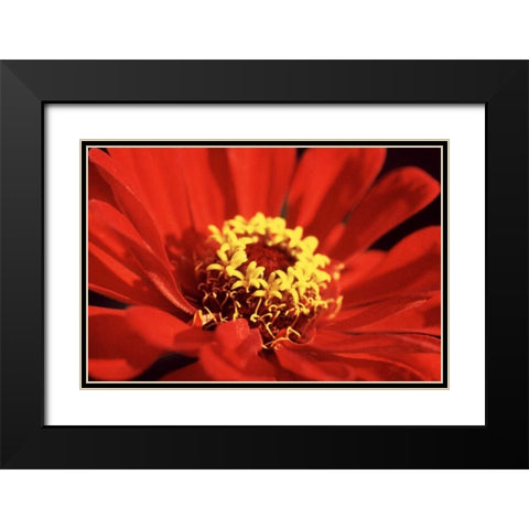 Red Zinnia I Black Modern Wood Framed Art Print with Double Matting by Stefko, Bob