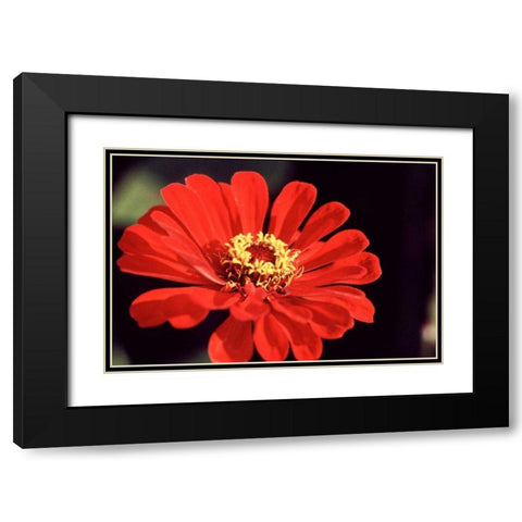 Red Zinnia II Black Modern Wood Framed Art Print with Double Matting by Stefko, Bob