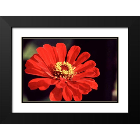 Red Zinnia II Black Modern Wood Framed Art Print with Double Matting by Stefko, Bob