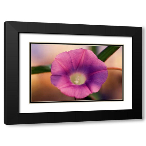 Morning Glory I Black Modern Wood Framed Art Print with Double Matting by Stefko, Bob