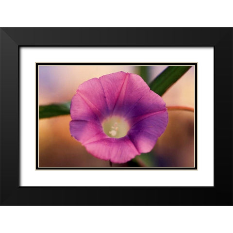 Morning Glory I Black Modern Wood Framed Art Print with Double Matting by Stefko, Bob