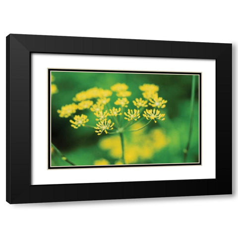 Blooming Dill Black Modern Wood Framed Art Print with Double Matting by Stefko, Bob