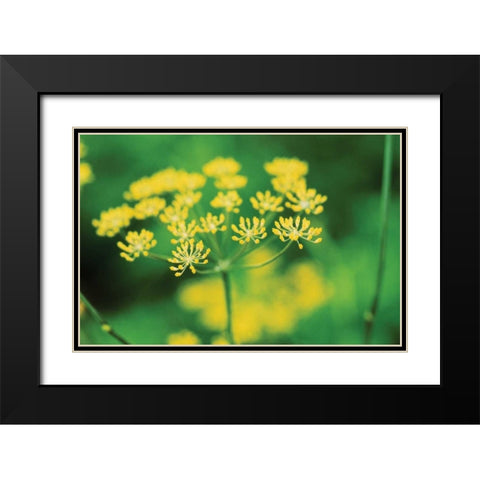 Blooming Dill Black Modern Wood Framed Art Print with Double Matting by Stefko, Bob