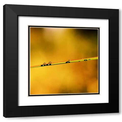 Simple Organics II Black Modern Wood Framed Art Print with Double Matting by Stefko, Bob