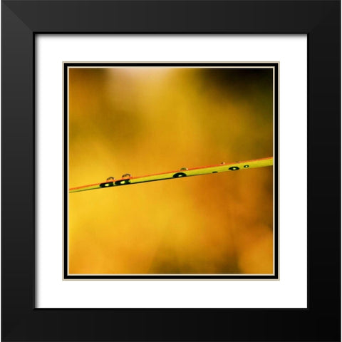 Simple Organics II Black Modern Wood Framed Art Print with Double Matting by Stefko, Bob
