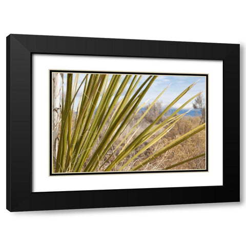 Century Plant II Black Modern Wood Framed Art Print with Double Matting by Styber, Dana