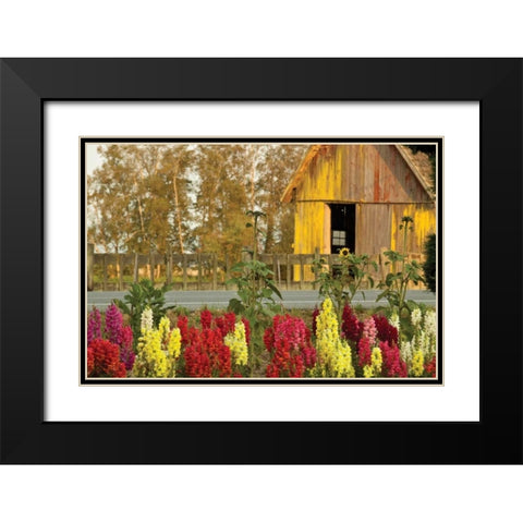 Snapdragons Barn II Black Modern Wood Framed Art Print with Double Matting by Styber, Dana