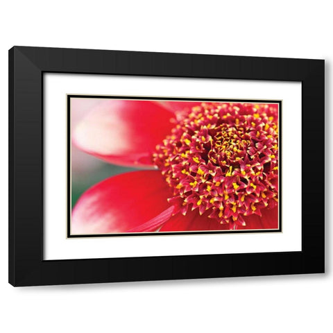 Starburst I Black Modern Wood Framed Art Print with Double Matting by Styber, Dana