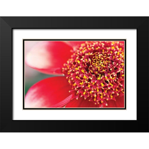 Starburst I Black Modern Wood Framed Art Print with Double Matting by Styber, Dana