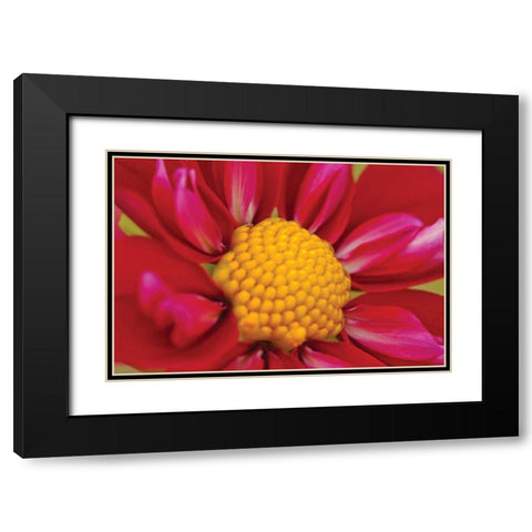 Starburst II Black Modern Wood Framed Art Print with Double Matting by Styber, Dana