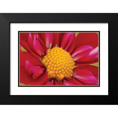 Starburst II Black Modern Wood Framed Art Print with Double Matting by Styber, Dana