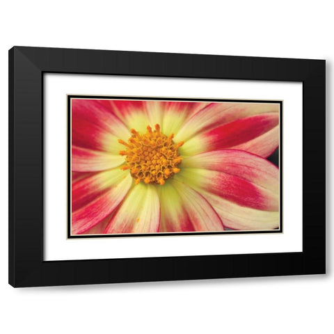 Starburst III Black Modern Wood Framed Art Print with Double Matting by Styber, Dana