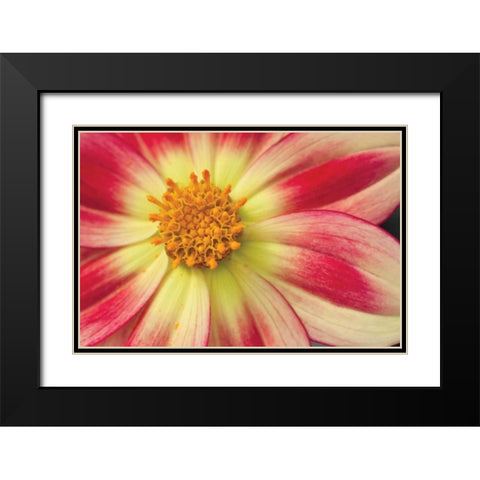 Starburst III Black Modern Wood Framed Art Print with Double Matting by Styber, Dana