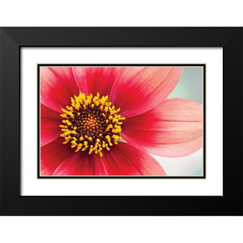 Starburst IV Black Modern Wood Framed Art Print with Double Matting by Styber, Dana