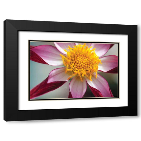 Stardust I Black Modern Wood Framed Art Print with Double Matting by Styber, Dana