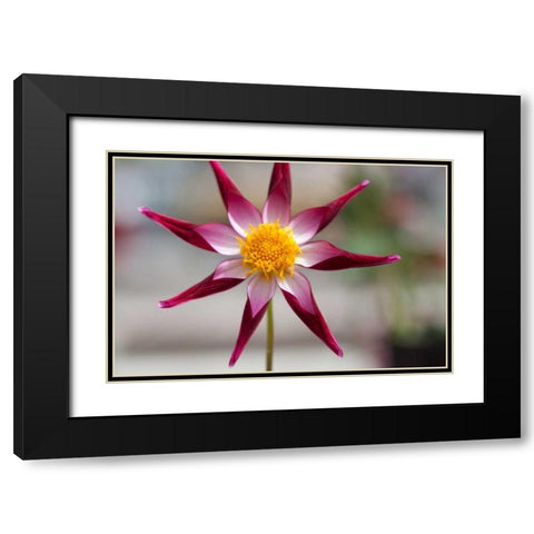 Stardust II Black Modern Wood Framed Art Print with Double Matting by Styber, Dana
