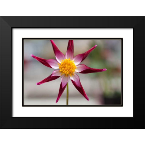Stardust II Black Modern Wood Framed Art Print with Double Matting by Styber, Dana