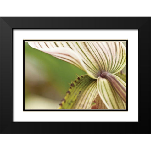 Green Mist Black Modern Wood Framed Art Print with Double Matting by Styber, Dana