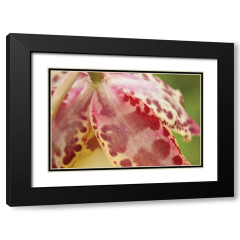 Pink Mist Black Modern Wood Framed Art Print with Double Matting by Styber, Dana