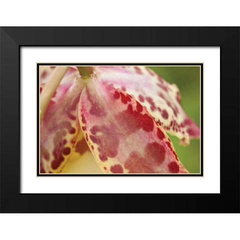 Pink Mist Black Modern Wood Framed Art Print with Double Matting by Styber, Dana