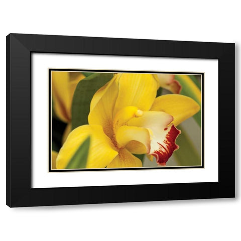Lemon Orchid I Black Modern Wood Framed Art Print with Double Matting by Styber, Dana