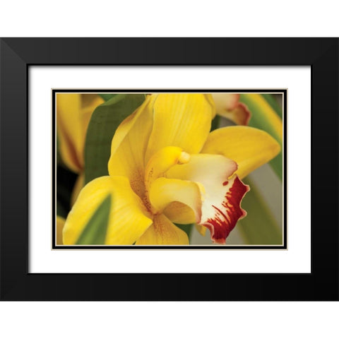 Lemon Orchid I Black Modern Wood Framed Art Print with Double Matting by Styber, Dana