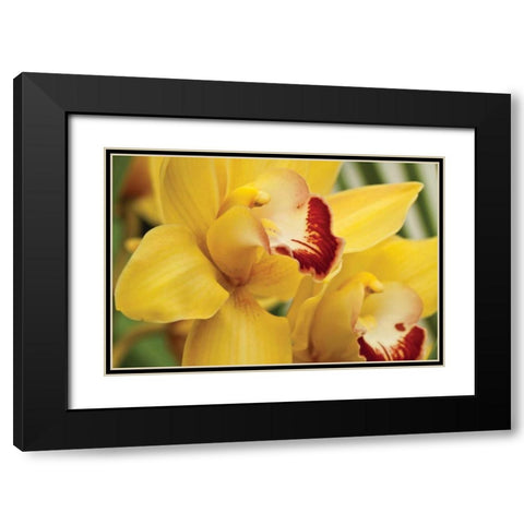 Lemon Orchid II Black Modern Wood Framed Art Print with Double Matting by Styber, Dana
