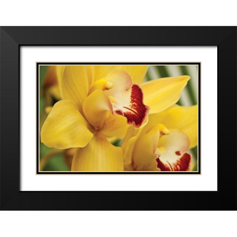 Lemon Orchid II Black Modern Wood Framed Art Print with Double Matting by Styber, Dana