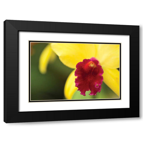 Pink Velvet Black Modern Wood Framed Art Print with Double Matting by Styber, Dana