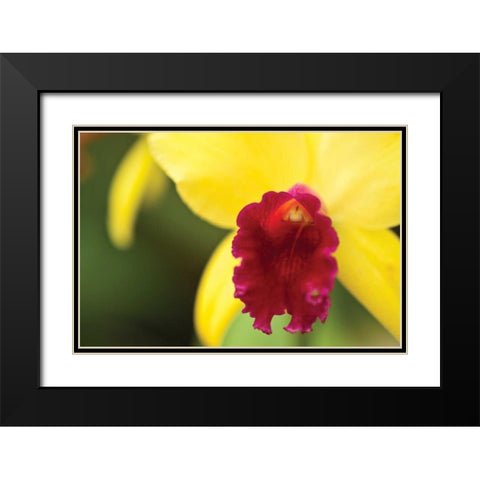 Pink Velvet Black Modern Wood Framed Art Print with Double Matting by Styber, Dana