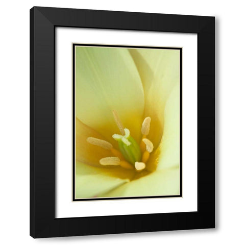 Yellow Burst I Black Modern Wood Framed Art Print with Double Matting by Styber, Dana