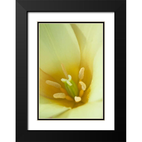 Yellow Burst I Black Modern Wood Framed Art Print with Double Matting by Styber, Dana
