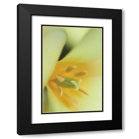 Yellow Burst II Black Modern Wood Framed Art Print with Double Matting by Styber, Dana