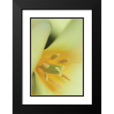 Yellow Burst II Black Modern Wood Framed Art Print with Double Matting by Styber, Dana