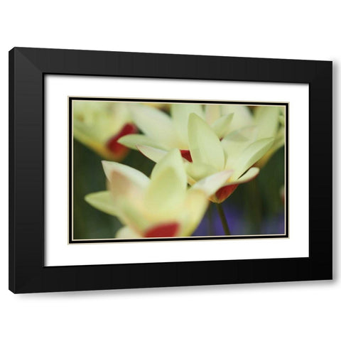 Yellow Cream I Black Modern Wood Framed Art Print with Double Matting by Styber, Dana