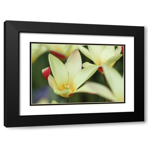 Yellow Cream II Black Modern Wood Framed Art Print with Double Matting by Styber, Dana