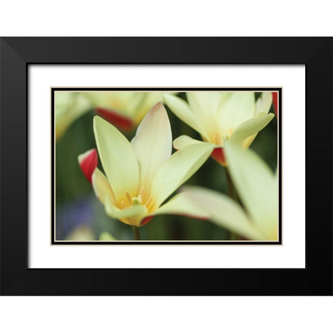 Yellow Cream II Black Modern Wood Framed Art Print with Double Matting by Styber, Dana