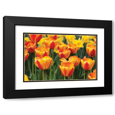 Tulip March I Black Modern Wood Framed Art Print with Double Matting by Styber, Dana