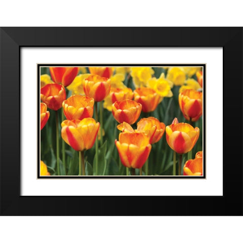 Tulip March I Black Modern Wood Framed Art Print with Double Matting by Styber, Dana