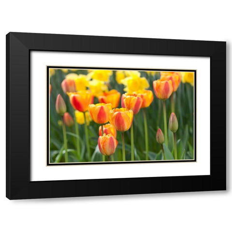 Tulip March II Black Modern Wood Framed Art Print with Double Matting by Styber, Dana